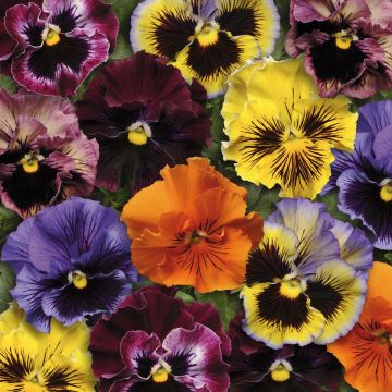 Frilly-flowered Frizzle Sizzle F1 Pansy Mix- Swiss Garden Pansy