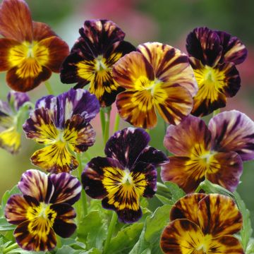 Viola Brush Strokes - Pansy