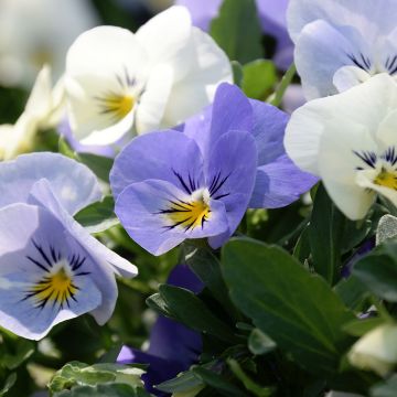 Viola x wittrockiana Cool Wave Frost - Pansy