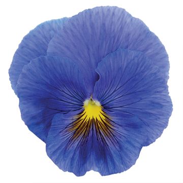 Viola x wittrockiana True Blue - Pansy