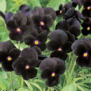 Viola cornuta F1 Sorbet Black Delight - Horned Pansy