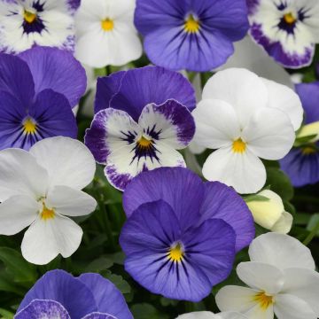 Viola cornuta Sorbet XP Blueberry Sundae