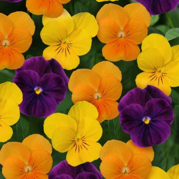 Viola cornuta Sorbet XP Harvest Mix
