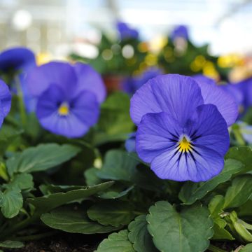 Viola cornuta Sorbet XP True Blue - Horned pansy