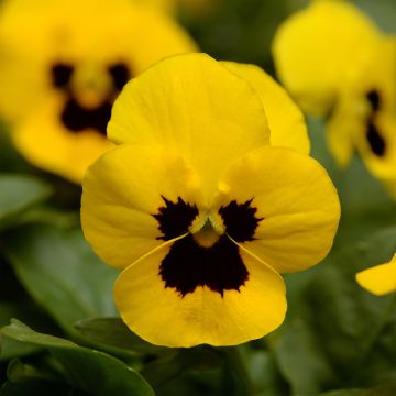 Viola Sorbet XP Yellow Blotch - Viola cornuta