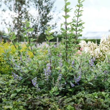 Vitex agnus-castus Chicagoland Blues - Chaste Tree