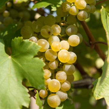 Vitis vinifera Moscato Giallo - Grape vine