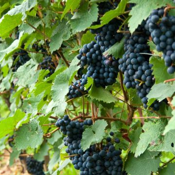 Vitis vinifera Solara - Grape vine