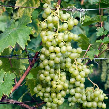 Vitis vinifera Evita - Grape vine
