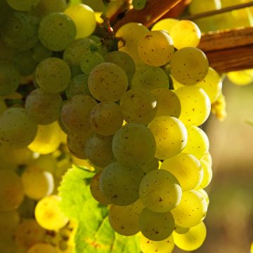 Vitis vinifera Exalta - Grape vine