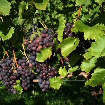Vitis viniferaFrankenthaler - Grape vine