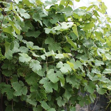 Vitis vinifera Incana - Ornamental Grape Vine