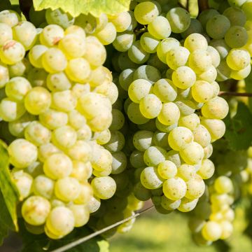 Vitis vinifera Lakemont - Grape vine