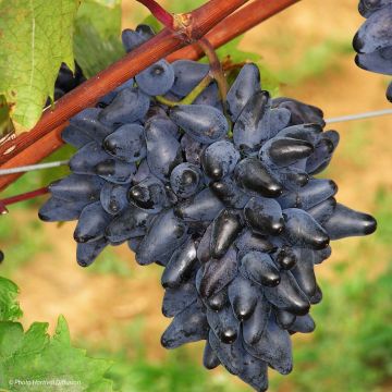 Vitis vinifera Philipp - Grape Vine