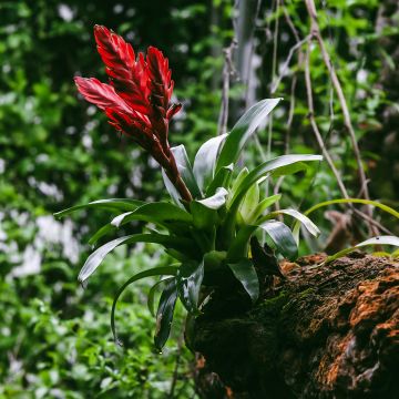 Vriesea Barbara - Flaming sword plant