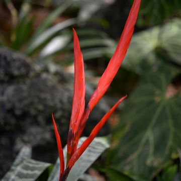 Vriesea Splendide -  - Flaming sword plant
