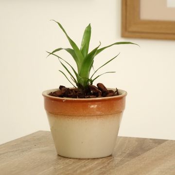 Vriesea Delphinius