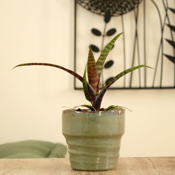Vriesea 'Favorite' 