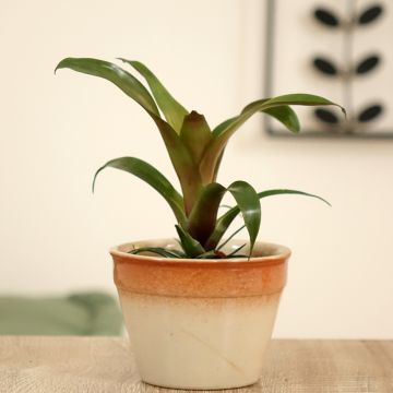Vriesea Ida 