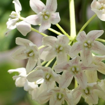 Wattakaka sinensis Variegata - Chinese Wisteria