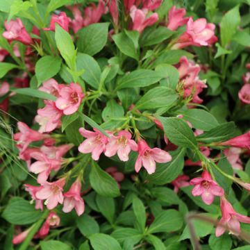 Weigela florida Picobella Rosa - Weigélia nain 