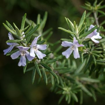 Westringia fruticosa