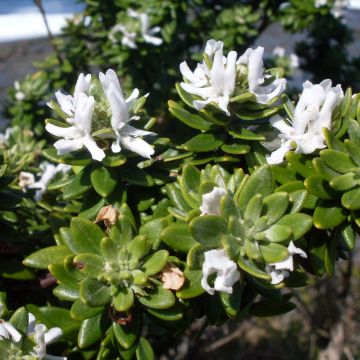 Westringia fruticosa White Rambler
