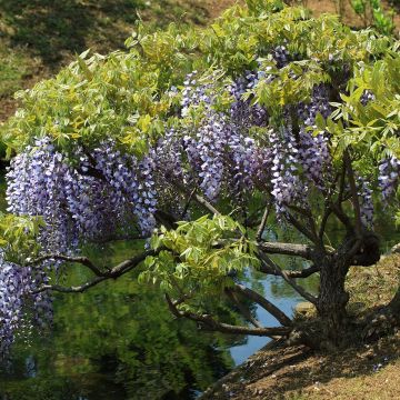 Wisteria floribunda