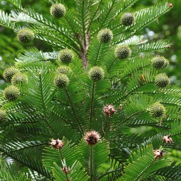 Wollemia nobilis - Pin de Wollemi