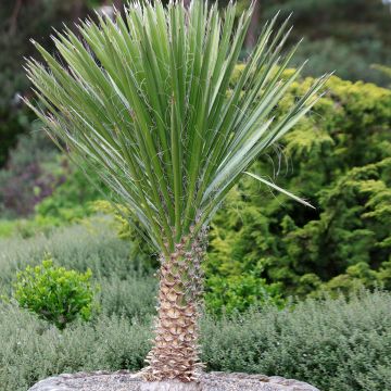 Yucca Filamentosa