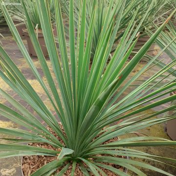 Yucca gloriosa var. tristis x recurvifolia Katana® -  Spanish Dagger