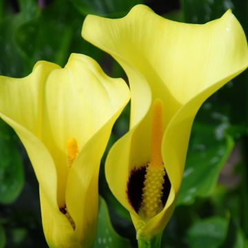 Zantedeschia elliottiana Black Magic - Calla Lily