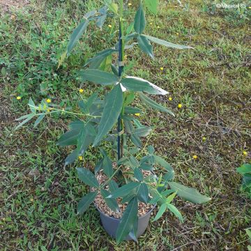 Zanthoxylum armatum  - Winged Prickly Ash