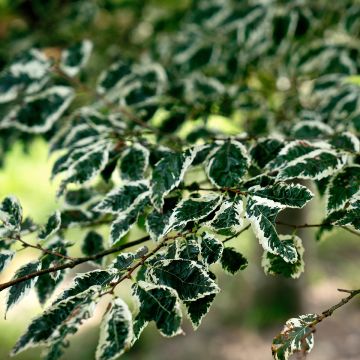 Zelkova serrata Variegata