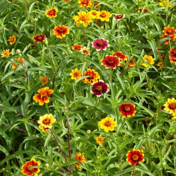 Zinnia Persian Carpet Seeds