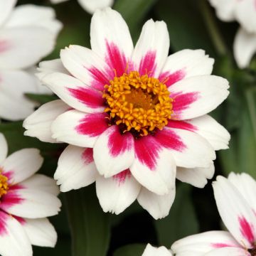 Zinnia marylandica Zahara Starlight Rose - Zinnia du Maryland