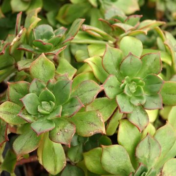Aeonium Bronze Medal 