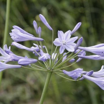 Agapanthus Dokter Brouwer