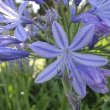 Agapanthus Sunfield