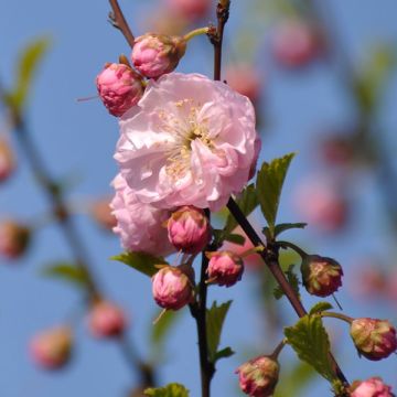 Prunus dulcis Texas - Almond Tree