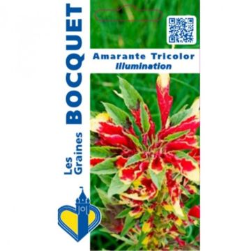 Amaranthus tricolor Illumination - Amaranth