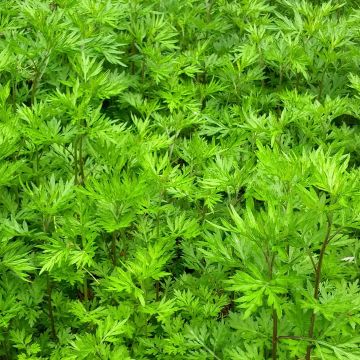 Organic Mugwort - Artemisia vulgaris