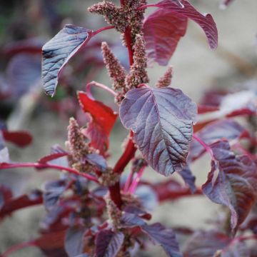 Red Orach - Ferme de Sainte Marthe seeds