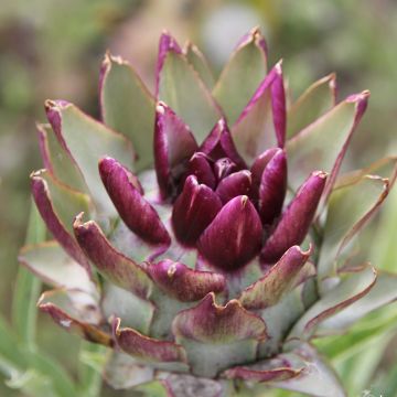 Organic Artichoke Violet de Provence - Ferme de Sainte Marthe seeds