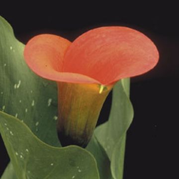 Zantedeschia elliottiana Mango - Calla Lily