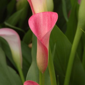 Zantedeschia elliottiana Rehmanii - Calla Lily