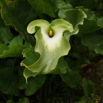 Zantedeschia aethiopica Green Goddess - Arum-lily