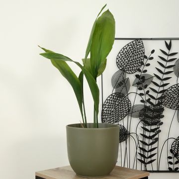Aspidistra elatior - Cast-Iron Plant