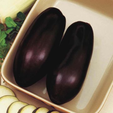 Aubergine Black Beauty - Eggplant