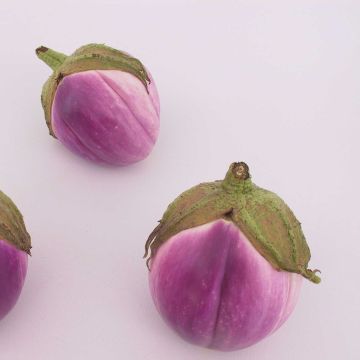 Aubergine Rotonda Bianca Sfumata Di Rosa - Ferme de Sainte Marthe seeds